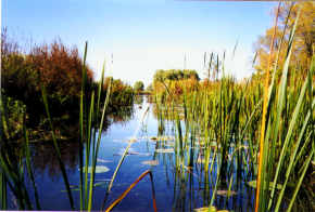 The Beaver Island Monster