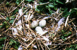 Heron Eggs