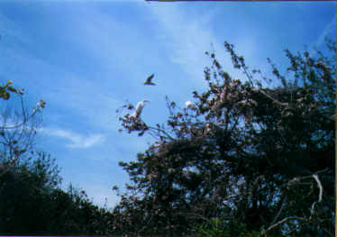 Blue Heron in the Trees